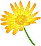 daisy-kiiro.jpg
