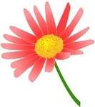 daisy-pink.jpg