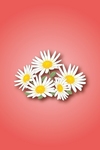 daisy01.jpg