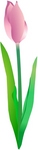 tulip-002.jpg
