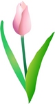 tulip-003.jpg