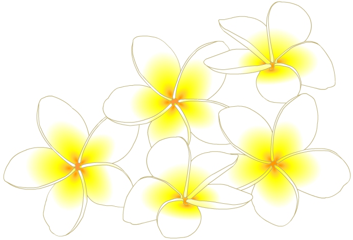 最高かつ最も包括的なプルメリア ハワイ イラスト 無料 美しい花の画像